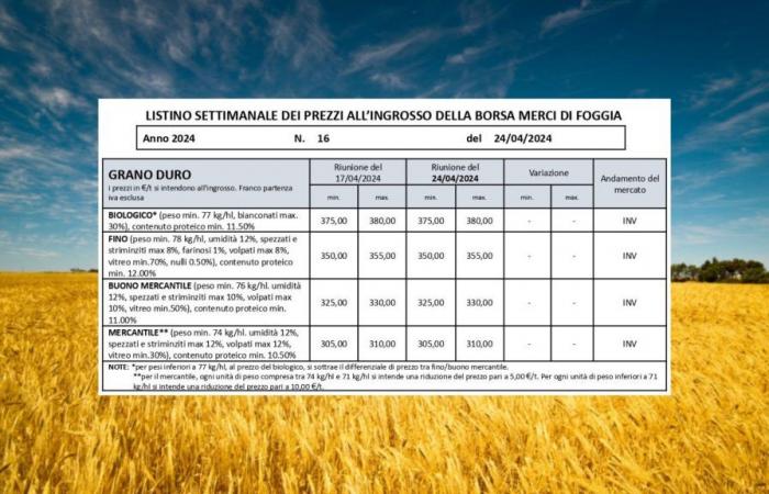 Trigo duro, precios sin cambios (24 de abril) en la Bolsa de Productos de Foggia. El fino se mantiene en 350-355 euros la tonelada