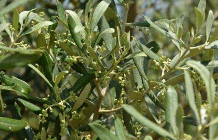 Productividad del olivo y rendimiento de aceite explicados por los parámetros de fertilidad del suelo