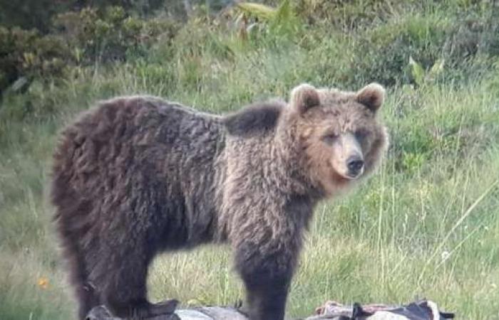 Los defensores de los derechos de los animales acusan a los osos, la provincia se defiende pero lleva a los tribunales la autopsia equivocada – Noticias
