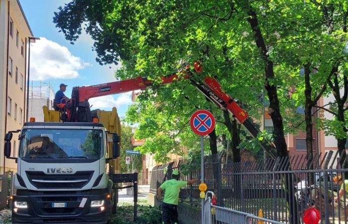 VICENZA – Cae un árbol en via Ruspoli: la carretera se reabrirá por la tarde