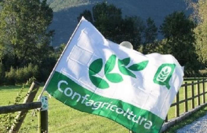 Oil, Confagricoltura Toscana: “La calidad y la innovación son buenas, ahora una oportunidad de promoción”