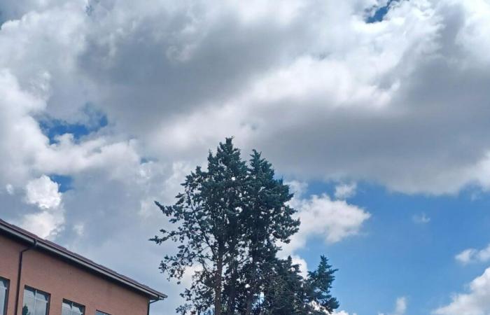 Polémica en Moncalieri por la tala de 8 árboles en via Vignotto