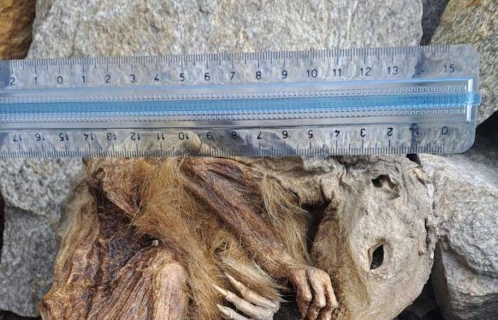 En el Valle de Aosta será posible ver la momia de Lyskamm