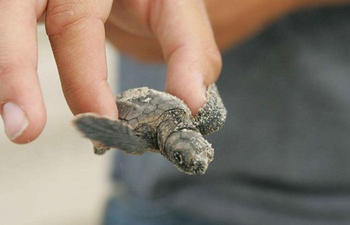 Anidación de tortugas marinas en Liguria: qué hacer y cómo comportarse en caso de avistamiento