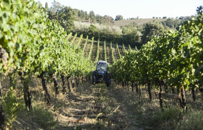 Agroalimentación, en la provincia de Terni más de 4.000 empleados y la excelencia recompensada