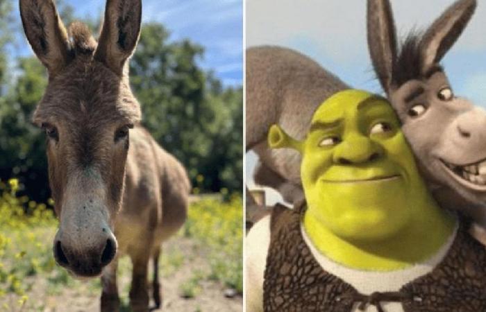 El burro Perry que inspiró a Donkey de “Shrek” cumple 30 años y recibe un regalo muy especial