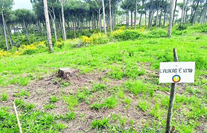 Rotary donará dos mil árboles para reforestar los pinares del Vesubio devastados por los incendios