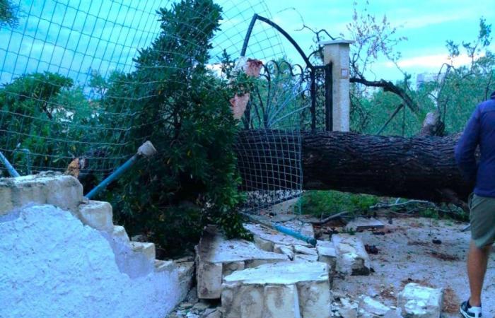 VIESTE – Inundaciones y caída de árboles, grandes daños por la tormenta de anoche