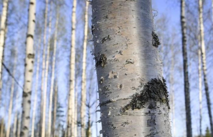 La UE amplía los derechos antidumping sobre la madera a Kazajstán y Türkiye