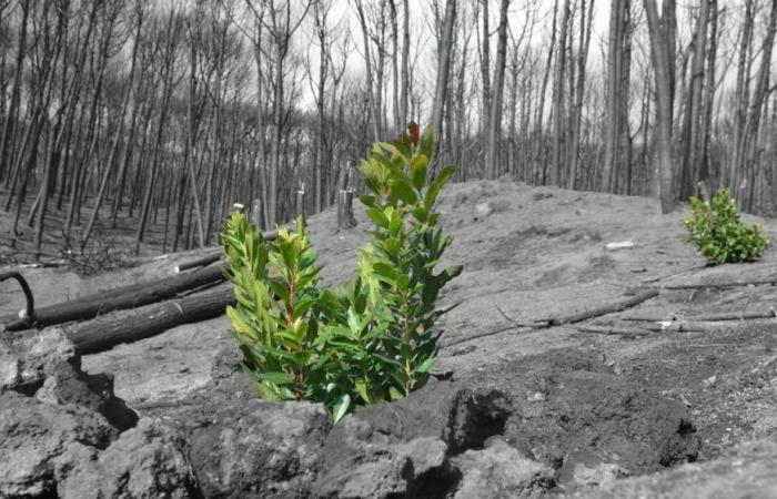Rotary dona dos mil árboles para reforestar el Vesubio y las zonas destruidas por el incendio de 2017