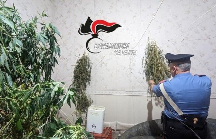 Acireale, Los Carabinieri descubren una villa utilizada para el cultivo y producción de marihuana. Dos arrestos – AMnotizie.it