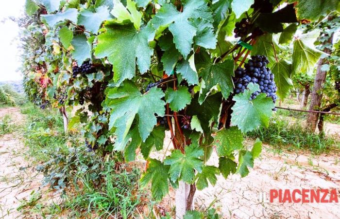 Los vinos de Emilia-Romaña en los mercados extracomunitarios: dos licitaciones para apoyar a las empresas