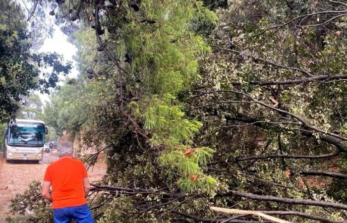 Árboles caídos y deslizamientos de tierra en Vieste, carreteras municipales cerradas en Vico