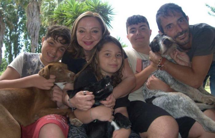 La familia quería un perro, adopta tres a la vez: la historia en Latina