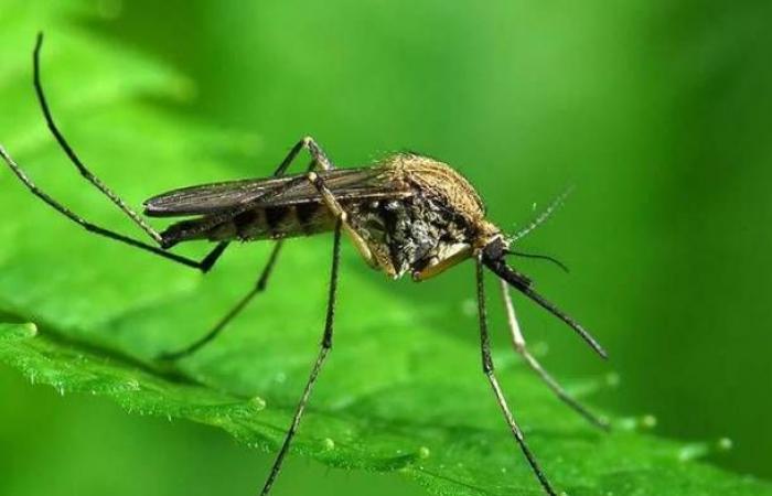 Mosquitos, llega una ordenanza del municipio de Varese para prevenir las picaduras