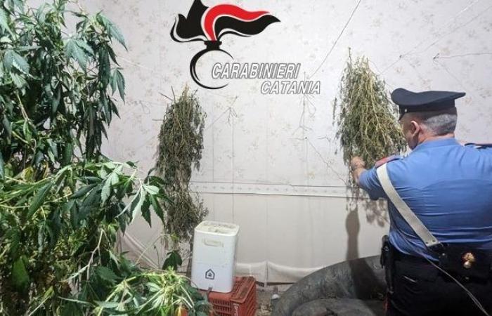 Catania, la policía descubre una fábrica de marihuana: 2 arrestos VIDEO