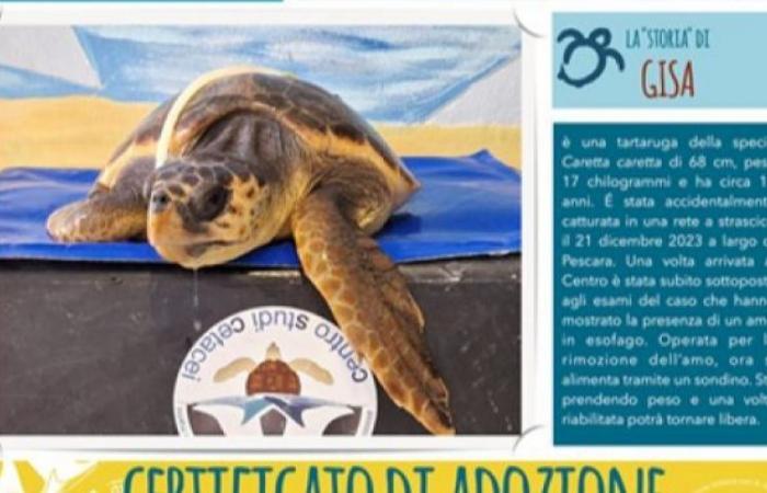 El entorno inferior Molise adopta a Gisa, una tortuga Caretta caretta