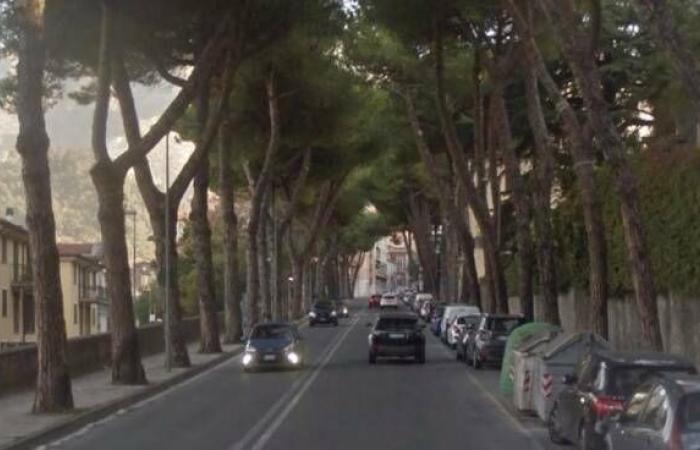Carrara, Lipu: «Los pinos en las ciudades y a lo largo de las carreteras siempre han estado ahí, desde tiempos históricos»