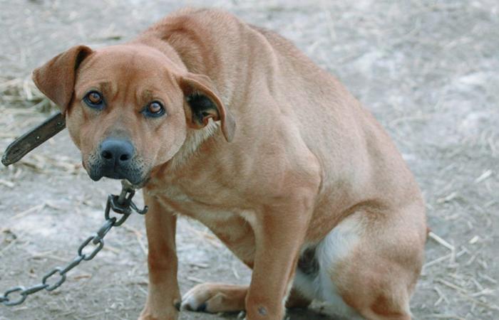 Activistas de los derechos de los animales en las Regiones: “Inmediatamente una ordenanza contra los perros encadenados para protegerlos del calor y los incendios”