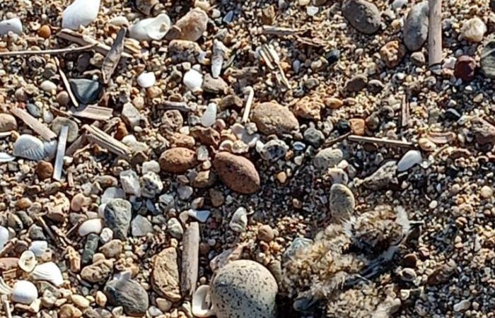 Los nidos de chorlitejo patinegro regresan a las playas de Calabria
