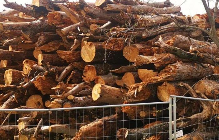 Bosque de pinos en riesgo de incendio, comienzan las patrullas – Pescara
