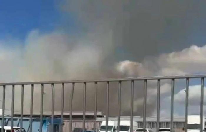 Vigne Nuove, gran incendio en la zona verde de Rina de Liguoro (FOTO-VIDEO)