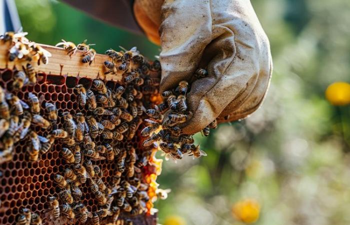 Grave crisis en el sector apícola. Los apicultores lucanos piden apoyo y protección a la Región de Basílicata – Ondanews.it