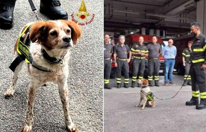 Emotiva despedida de los bomberos de Foglia: el perro implicado en la tragedia del Puente Morandi “se retira”
