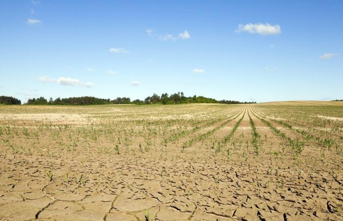 Clima, en Apulia el 57% de la superficie está en riesgo de desertificación