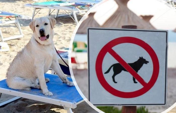 ¿Catanzaro prohíbe los perros en la playa? La ordenanza de la controversia