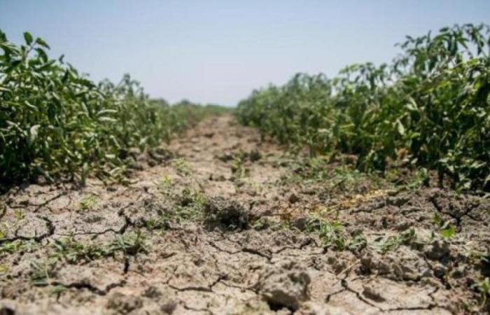Día Mundial contra la Desertificación, la alarma de Coldiretti: «El 57% del territorio de Apulia corre riesgo de sequía»