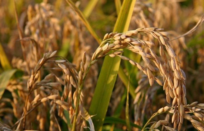 Boletín de defensa contra el arroz brusone | Región de Piamonte | Piemonte informa