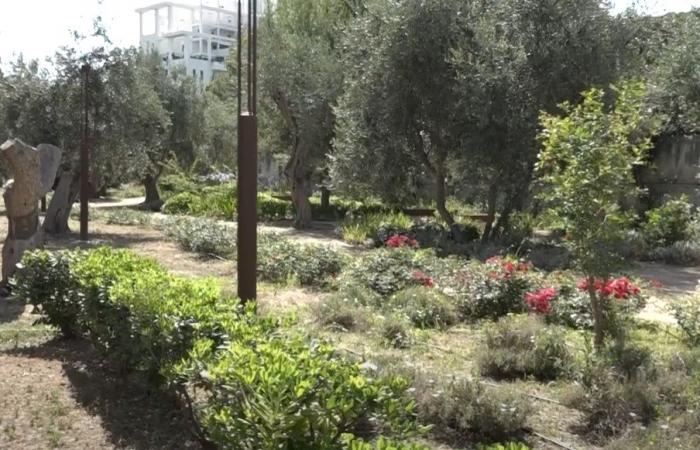 Bari, se abre el parque Bonomo: 20 mil metros cuadrados con 250 árboles