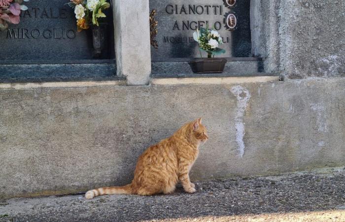 Asti, la colonia de gatos del cementerio “bloquea” la desinfestación contra los mosquitos