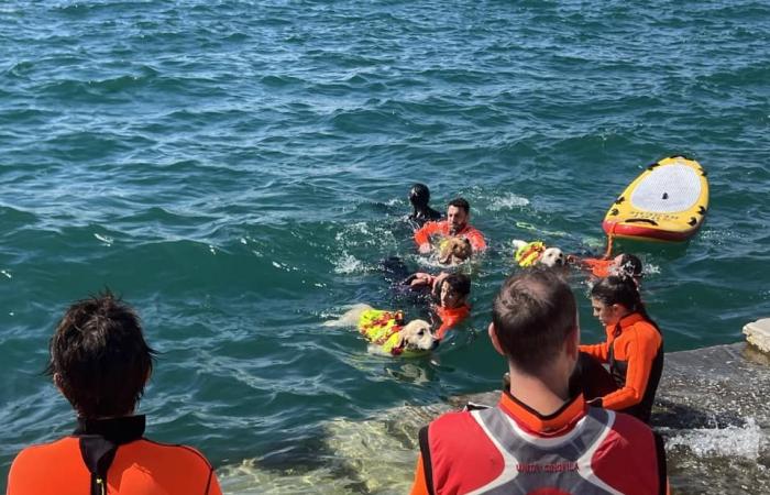 Mare Nordest finaliza con una travesía a nado de 18 kilómetros en el Golfo de Trieste