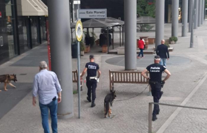 Sí al Daspo urbano y a las unidades caninas: Fratelli d’Italia Legnano (casi) de acuerdo con la administración