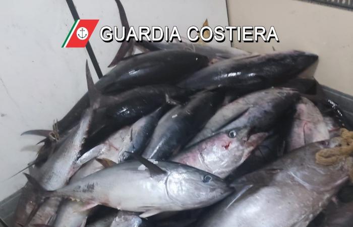 Palermo, atún rojo ilegal incautado: multas de 80 mil euros