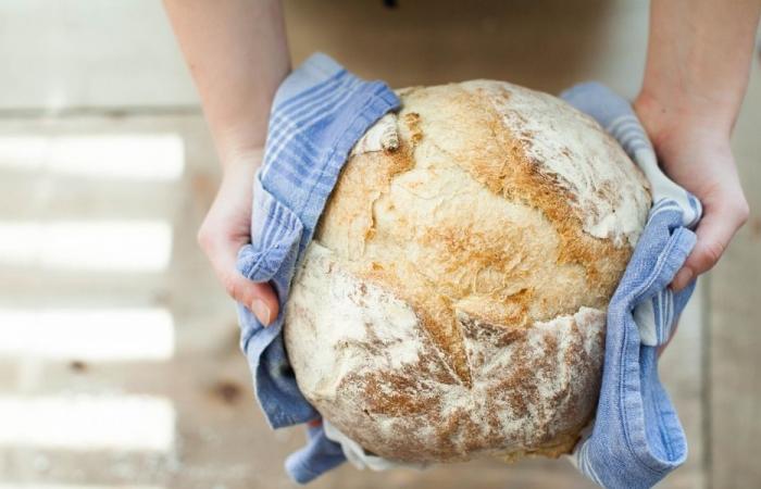 Pan y panaderos de Italia 2025, ¿cuáles son las mejores panaderías de Pavía y su provincia?