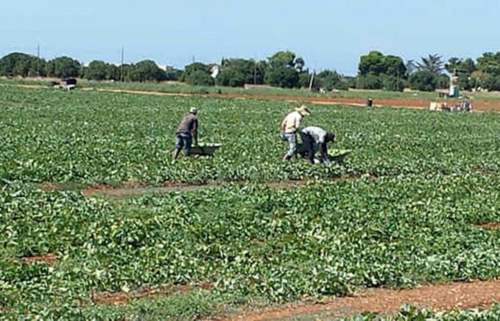 Apulia, el trabajo en el campo prohibido durante las horas más calurosas: la región renueva la ordenanza