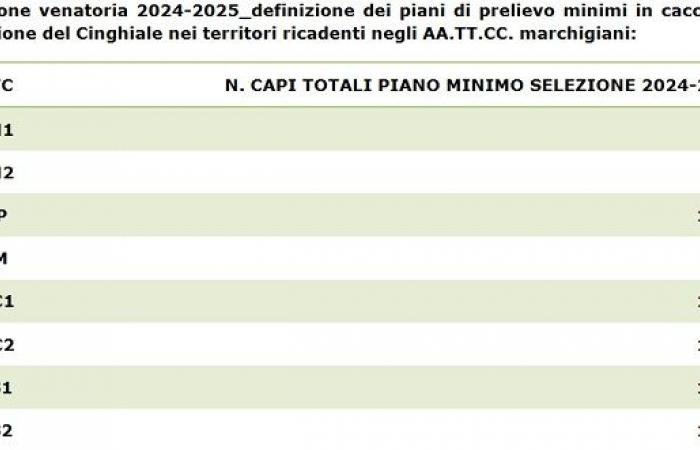 Marche, aprobados los planes de selección de caza del jabalí 2024-2025