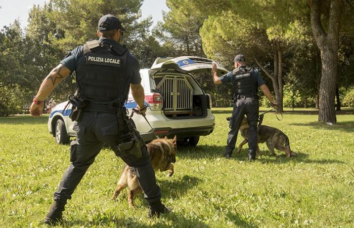Cinco años de actividad de las unidades caninas de la Policía Local de Rimini: los números • newsrimini.it