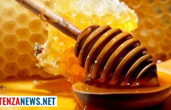 “En Basílicata este año la producción de miel es casi nula”. esta es la ultima noticia