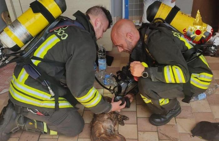 Cadelbosco, el perro que Fiamma salvó del incendio de su casa