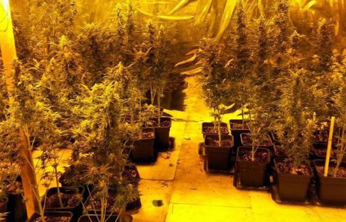Estaban cultivando drogas en un invernadero. Tres arrestos, se encontraron 150 kg de humo.
