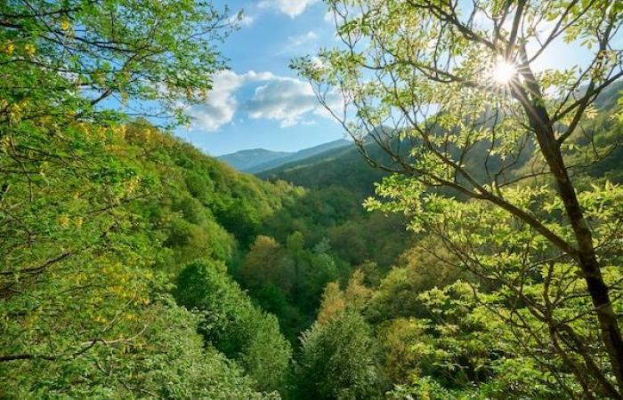 Desarrollo, protección y valorización del patrimonio forestal de Emilia-Romaña – Medio ambiente