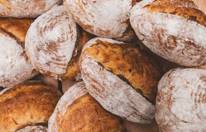 Rovigo: Pan y panaderos de Italia 2025, aquí están las panaderías de Rovigo en la guía Gambero Rosso