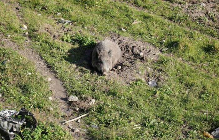 La Región confirma su compromiso en la lucha contra la peste porcina