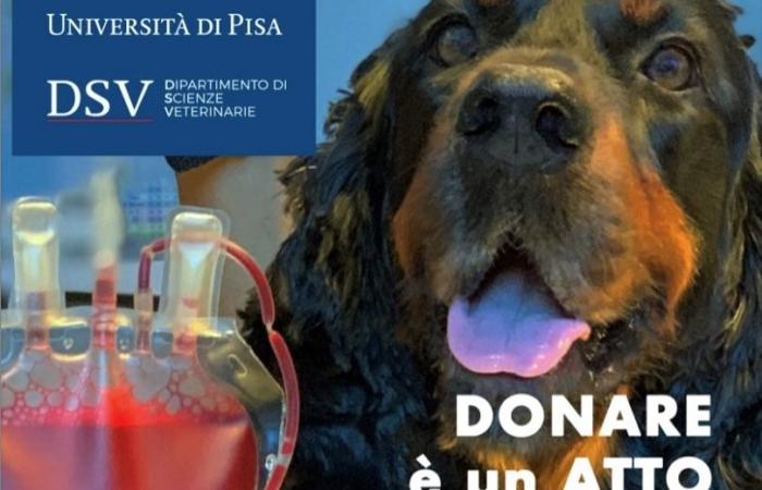 El llamamiento de la Universidad de Pisa: “Traed a vuestros perros y gatos a donar sangre”