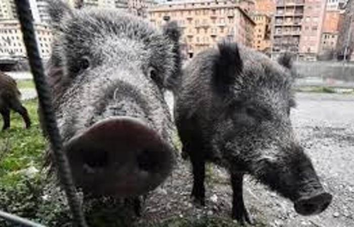 Liguria asediada por jabalíes y Génova, la provincia con mayor número de casos de peste porcina