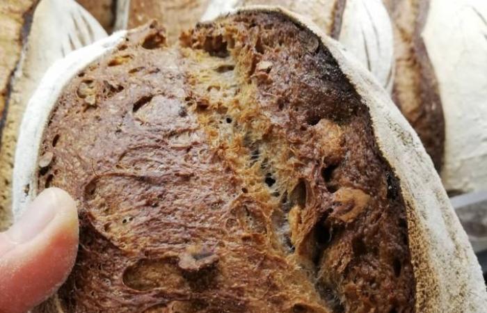 Cuáles son las mejores panaderías de la Toscana: todos los ganadores del concurso “Pan y panaderos de Italia 2025” de Gambero Rosso
